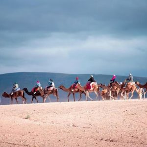 AGAFAYX-CAMEL activity (6)