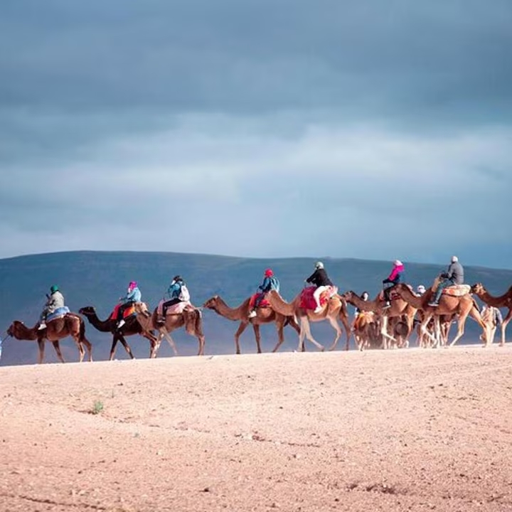 AGAFAYX-CAMEL activity (6)